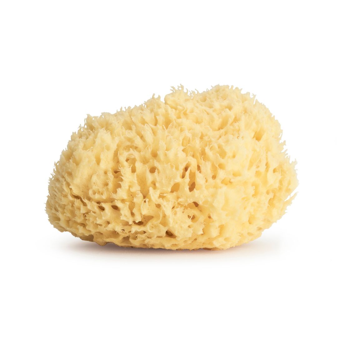 Natural yellow sponge on a white background